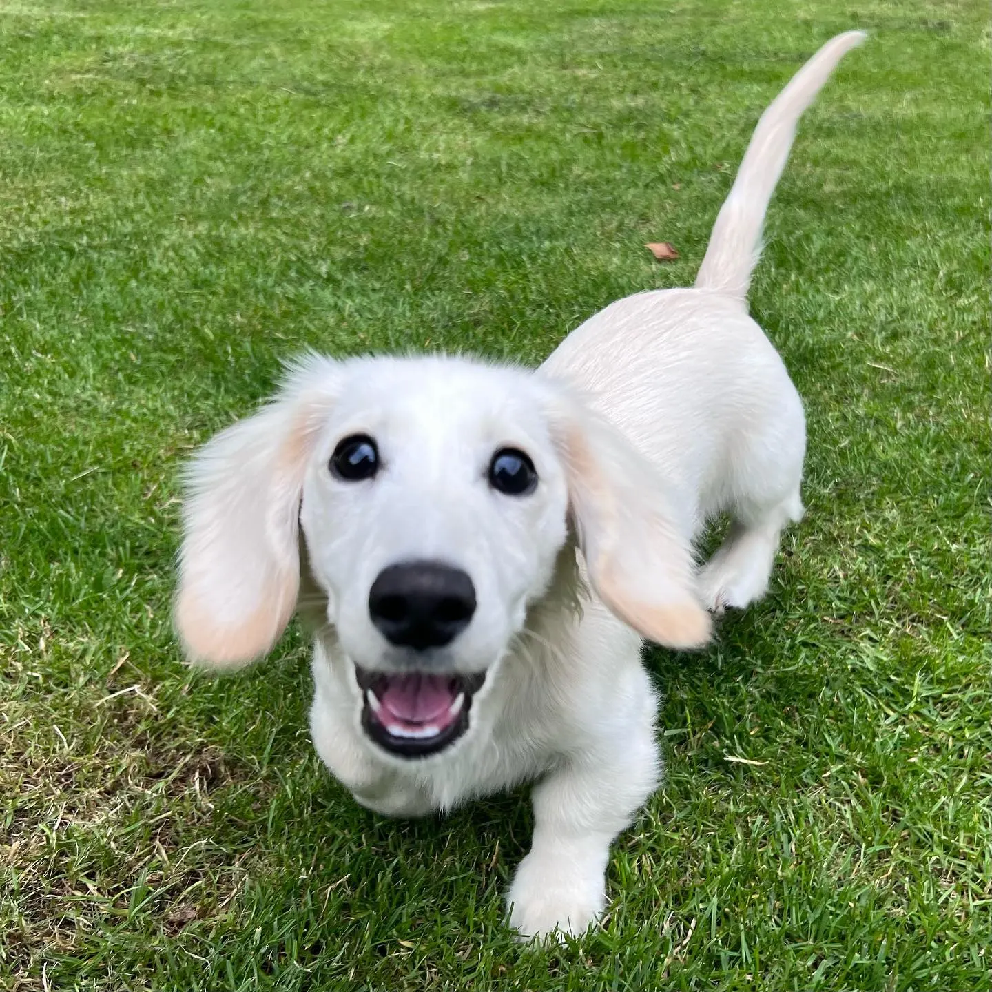 English Cream Dachshund