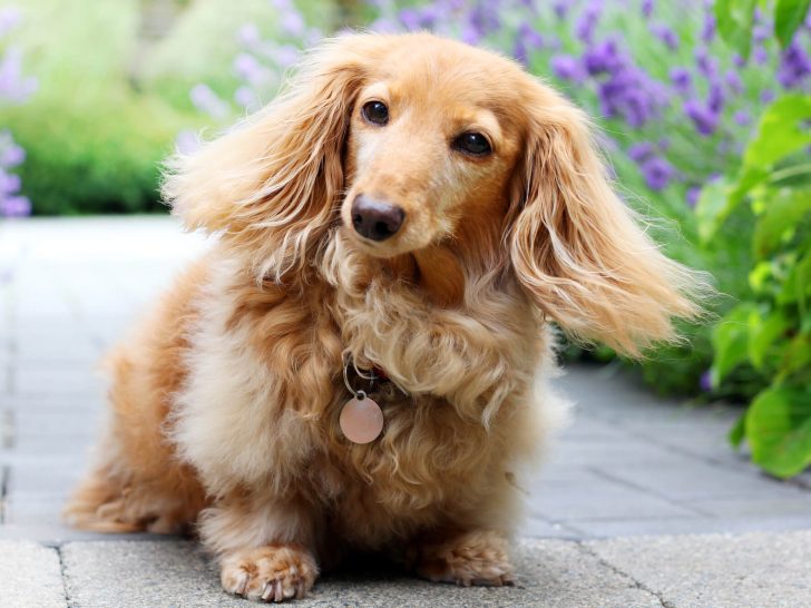 English Cream Dachshund: Ohne seriösen Züchter (2024)