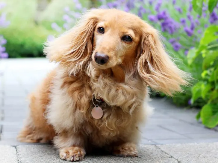 British Cream Dachshund: Ohne seriösen Züchter (2025)