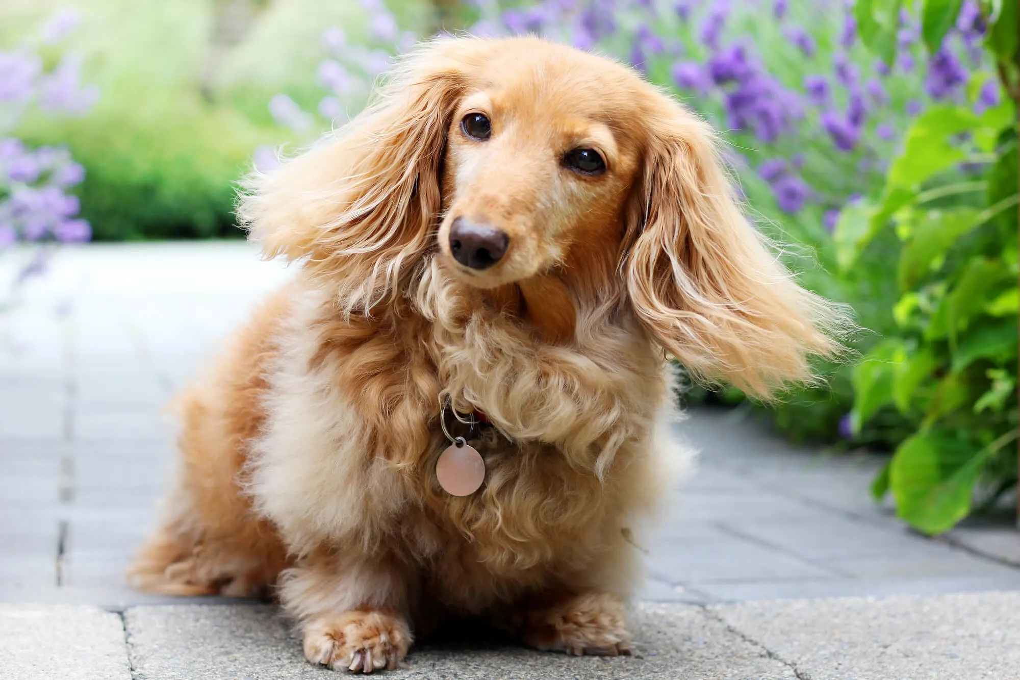 English Cream Dachshund