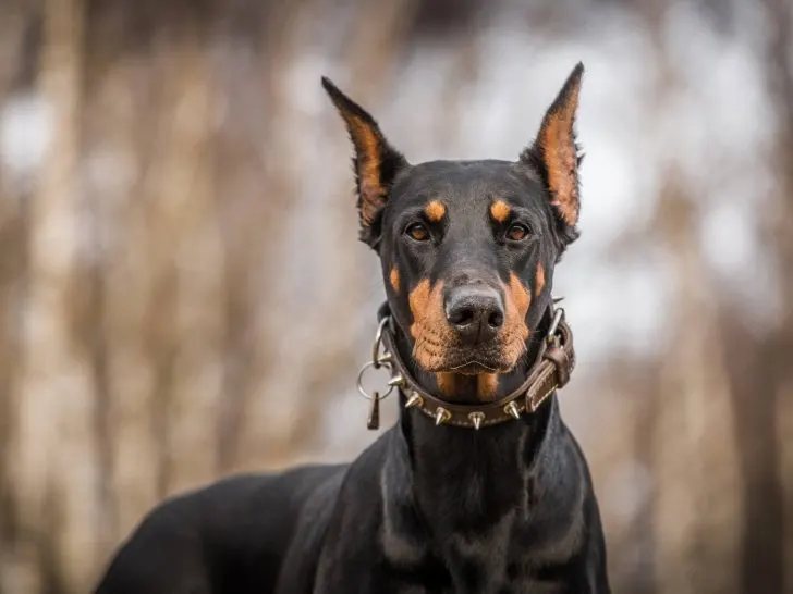 Die Welt der Dobermann Ohren: Kupieren & Methoden