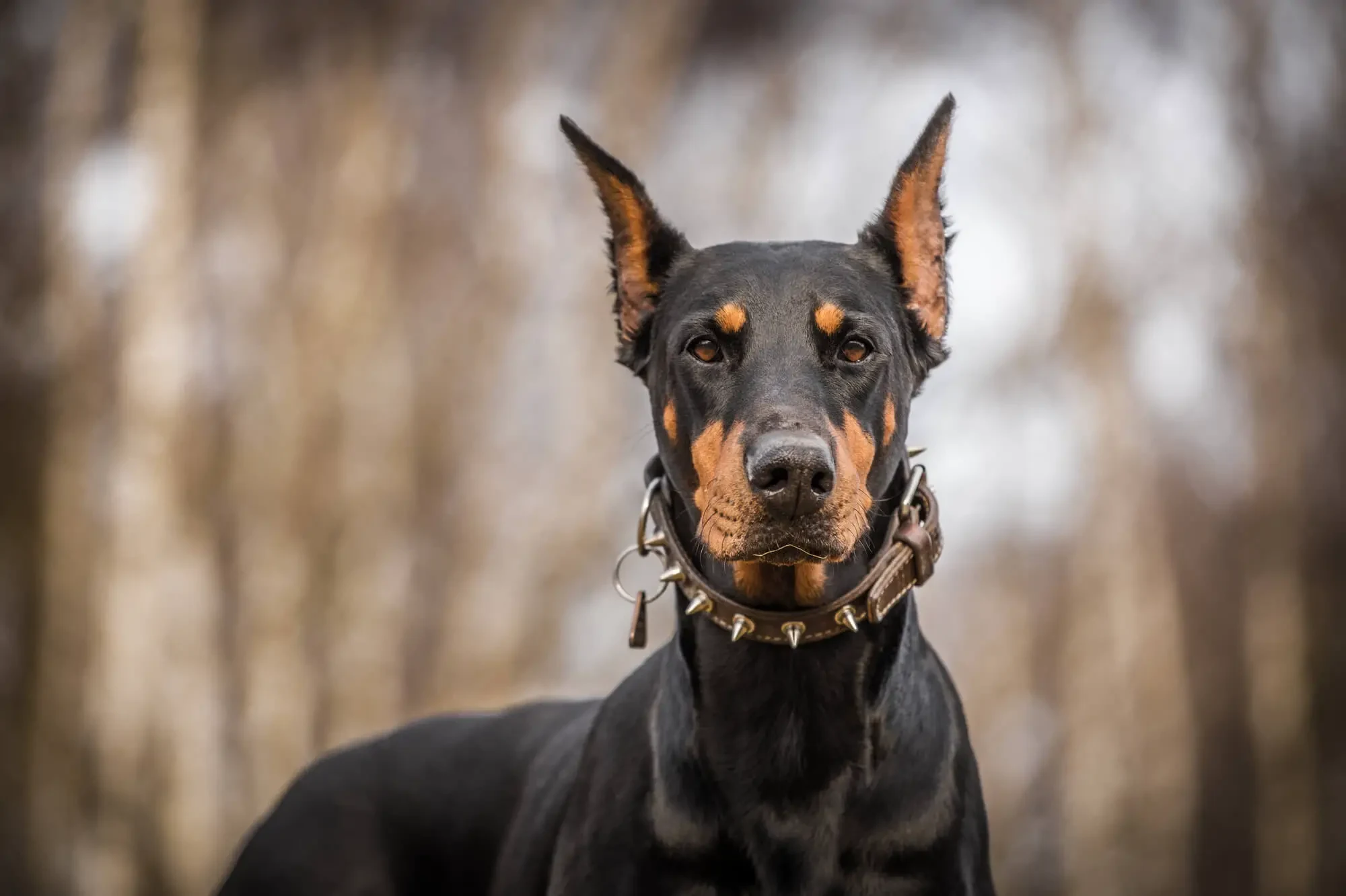 Dobermann Ohren