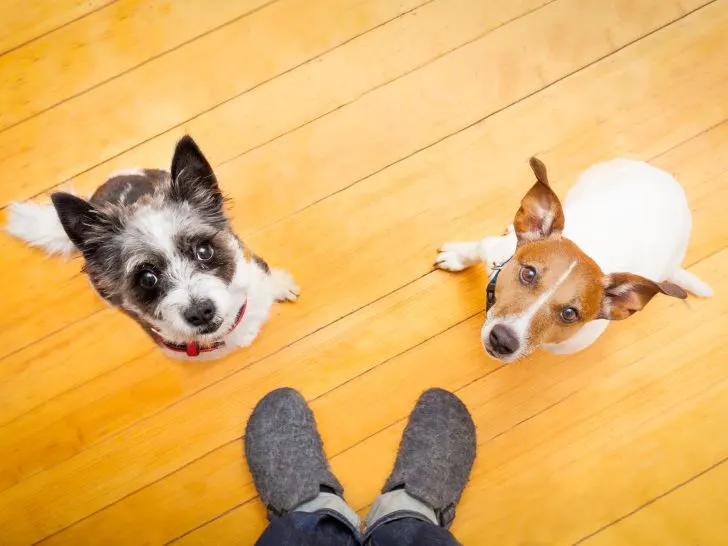 Wege, um deinen Hund sicher an andere Hunde zu gewöhnen