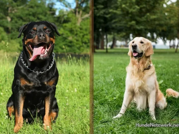 Rottweiler Labrador Mix: Einblicke in die Welt des Labrottie (+Foto)