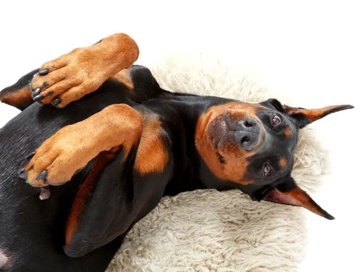 Dobermann Farben: Farbspektrum der Deutschen Rasse (+ Fotos)