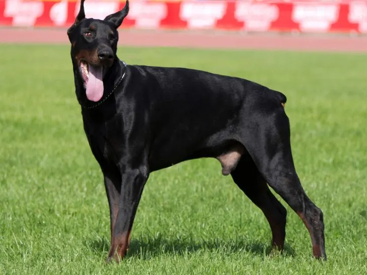 Dobermann Schwarz: Eleganz in Dunkelheit