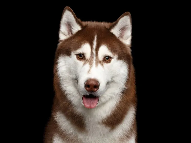 Brauner Husky: Die Seltene Schönheit (mit Bildergalerie)