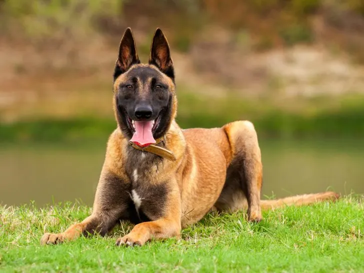 Die bunte Welt von Belgischer Malinois mit Fotos