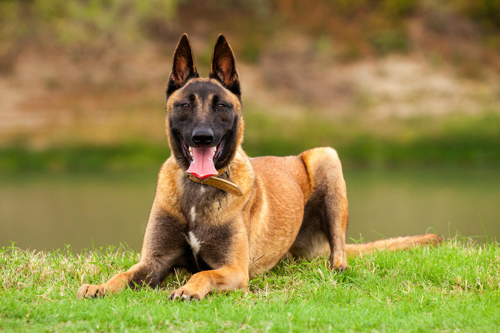 Belgischen Malinois Farben