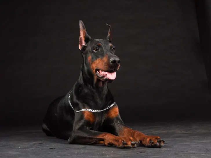 Dobermann Aggressiv und Gefährlich: Mythos oder Wirklichkeit?