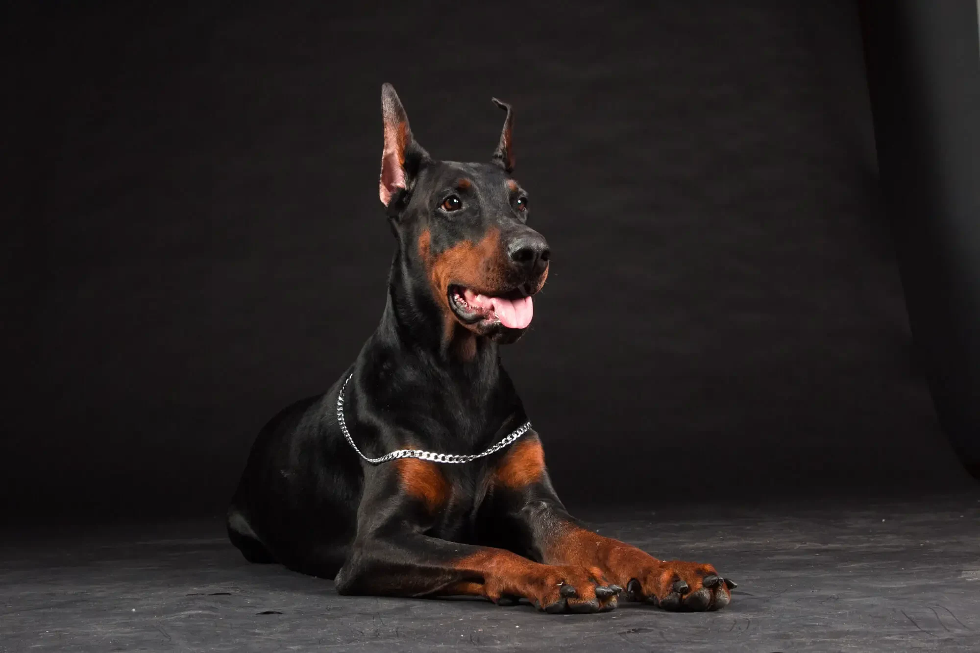 Dobermann aggressiv