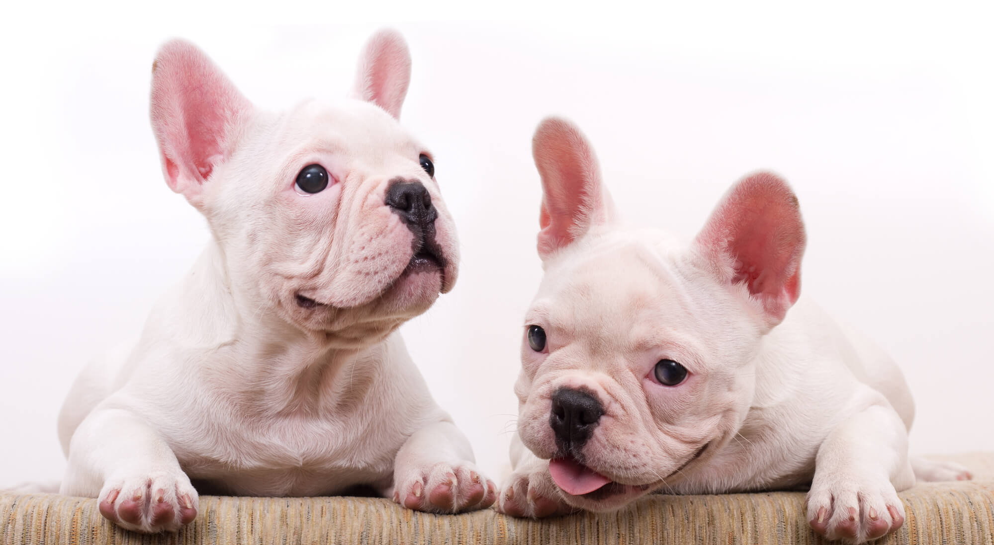 Französische Bulldogge Weiß