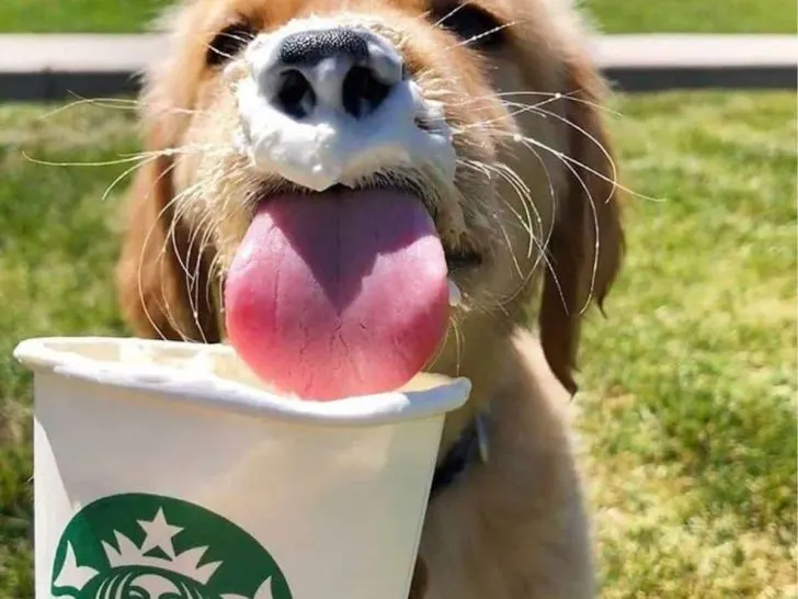 Puppuccino: Was steckt drin und sind sie überhaupt sicher?