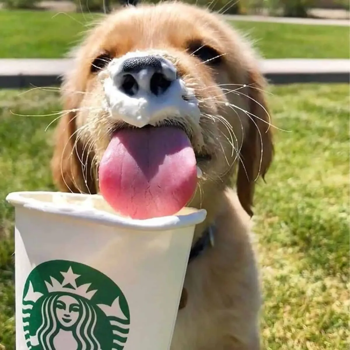 Starbucks Puppuccino