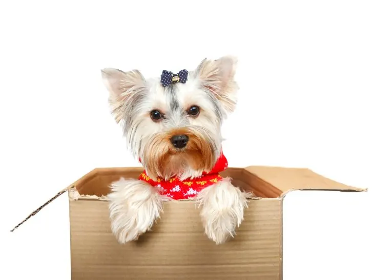 Yorkshire Terrier Weiß: Realität oder Mythos?