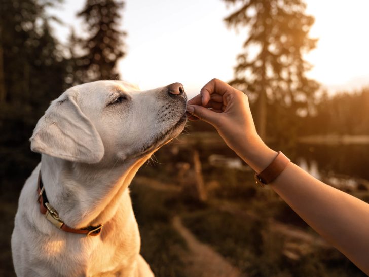 Hundetraining für Anfänger: Grundlegende Kommandos & Tipps