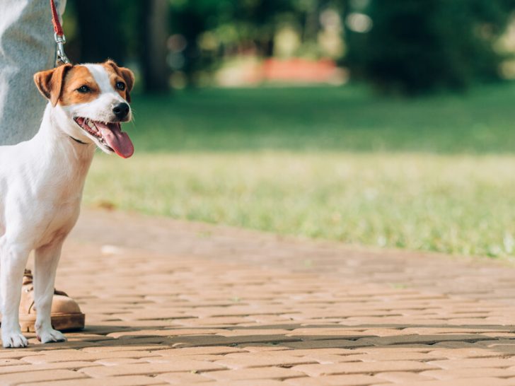 Platz für Hunde in Österreich