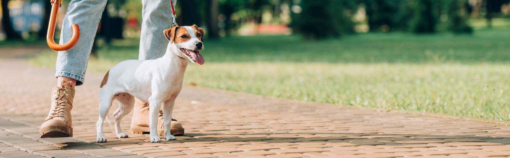 Platz für Hunde in Österreich