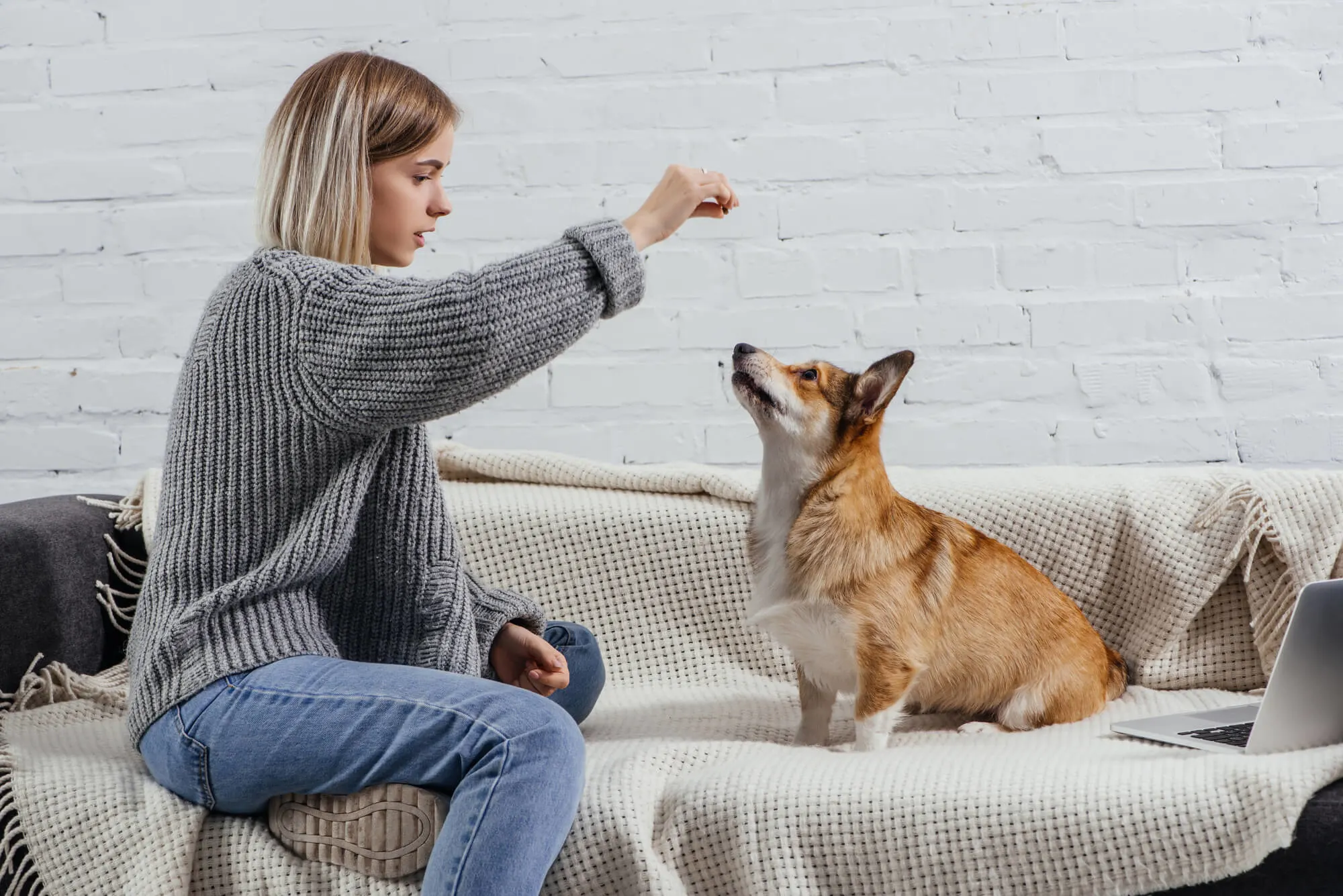 Wie Sie Ihren Hund auf ein Baby vorbereiten