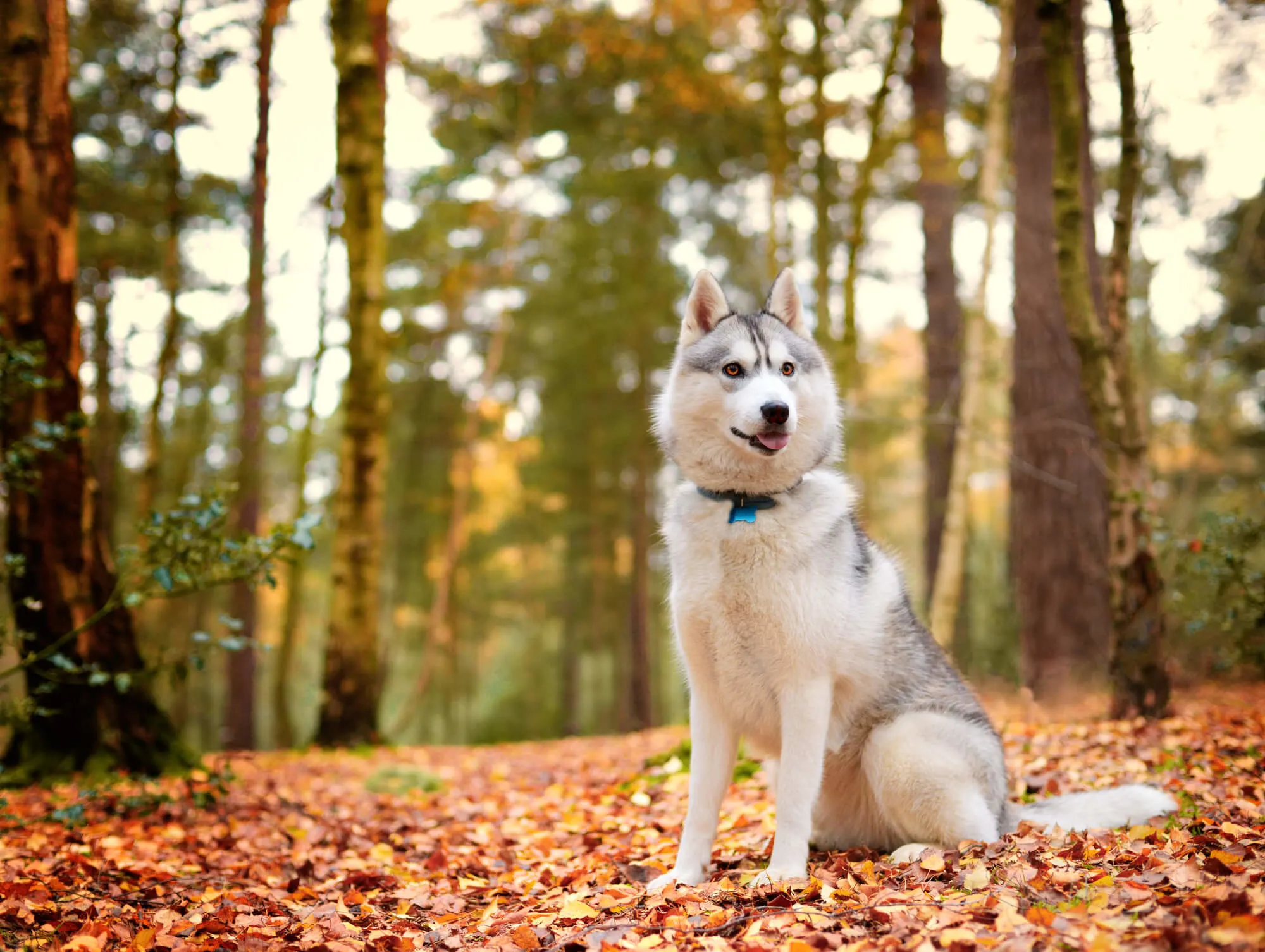 Husky in einem Wald