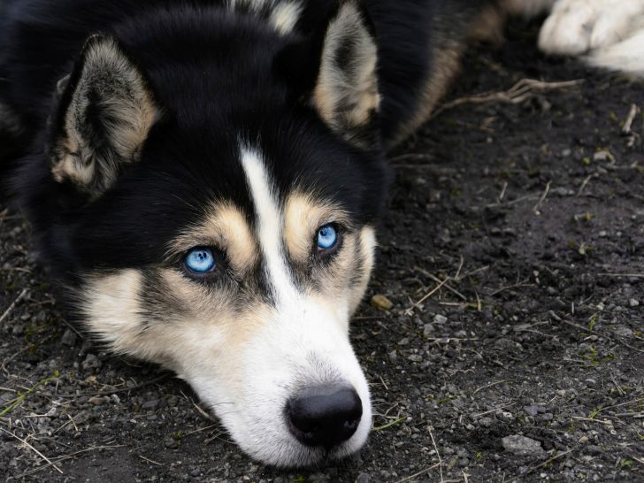 Rasierter Husky: Eine schlechte Idee mit gravierenden Folgen!