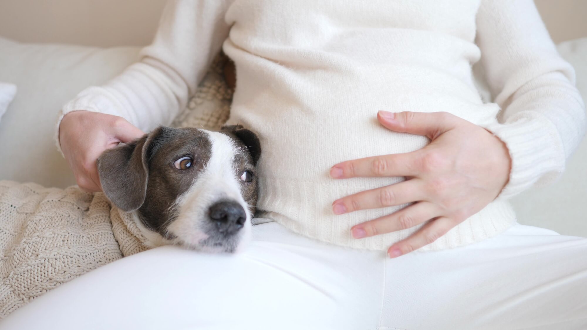 Wie Ihr Hund weiß, dass Sie schwanger sind