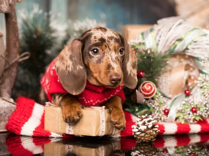 Ein Welpe zu Weihnachten: Überdenken Sie’s!