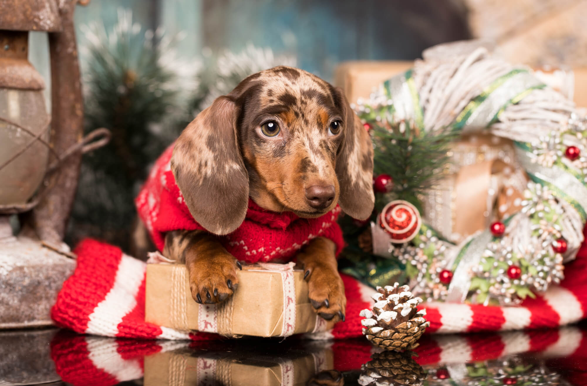 Welpe zu Weihnachten