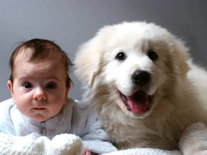 Hund und Baby: Vom Bauch bis zum Alltag (+Tipps & FAQ)