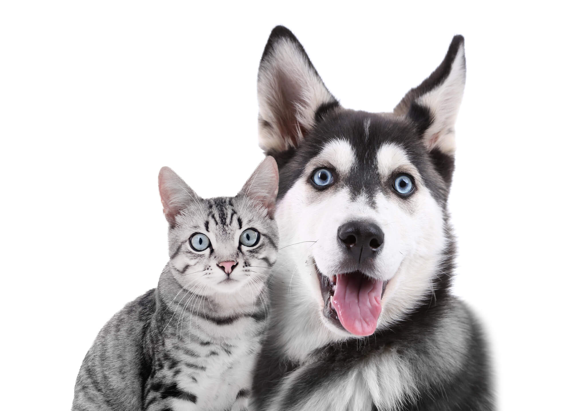 Husky und Katze