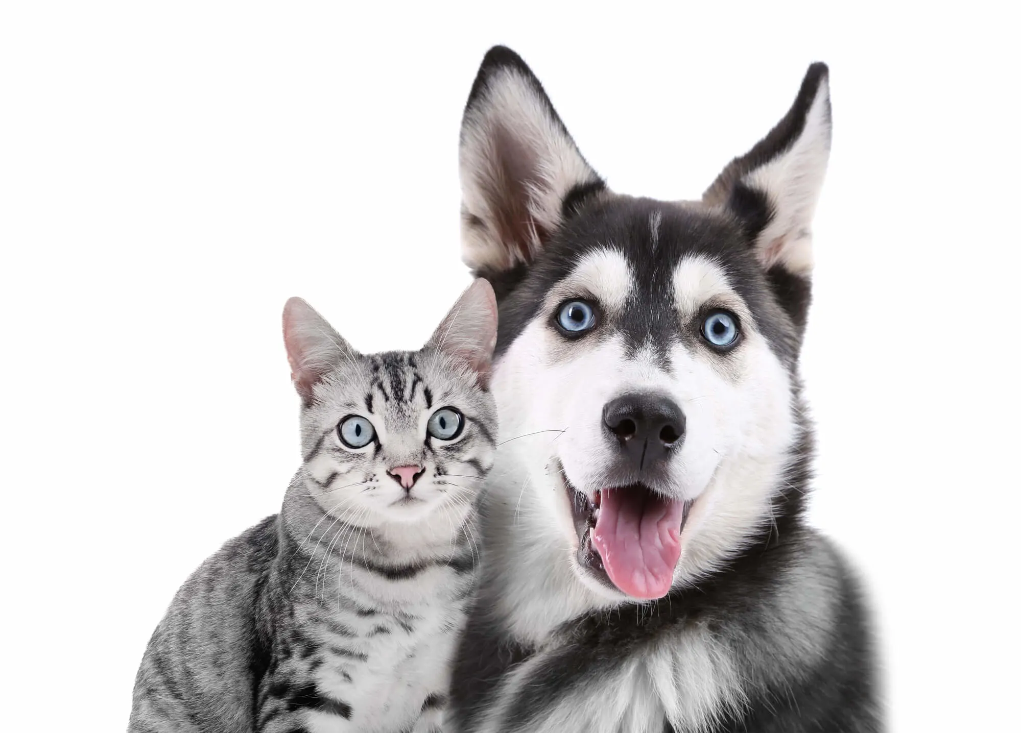 Husky und Katze