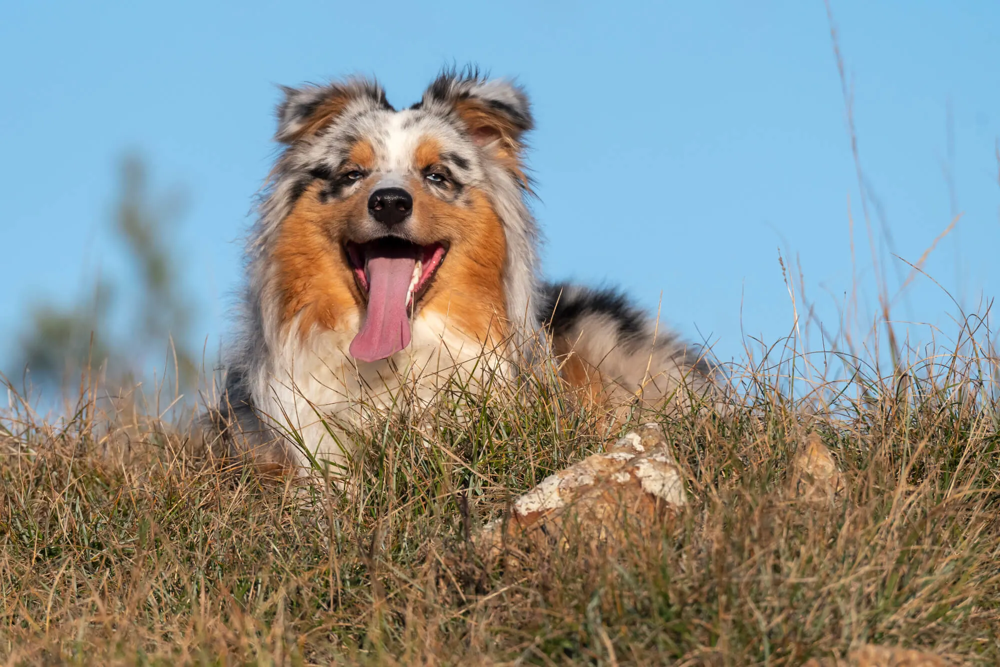 Australian Shepherd Blue Merle