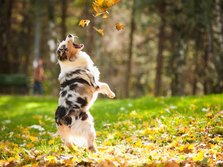 Alles Wissenswerte über Australian Shepherd Merle: 15 FAQs