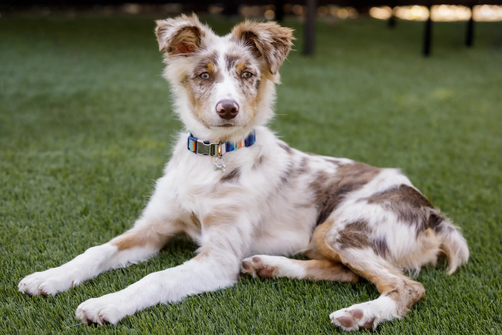 Australian Shepherd Red Merle Welpe