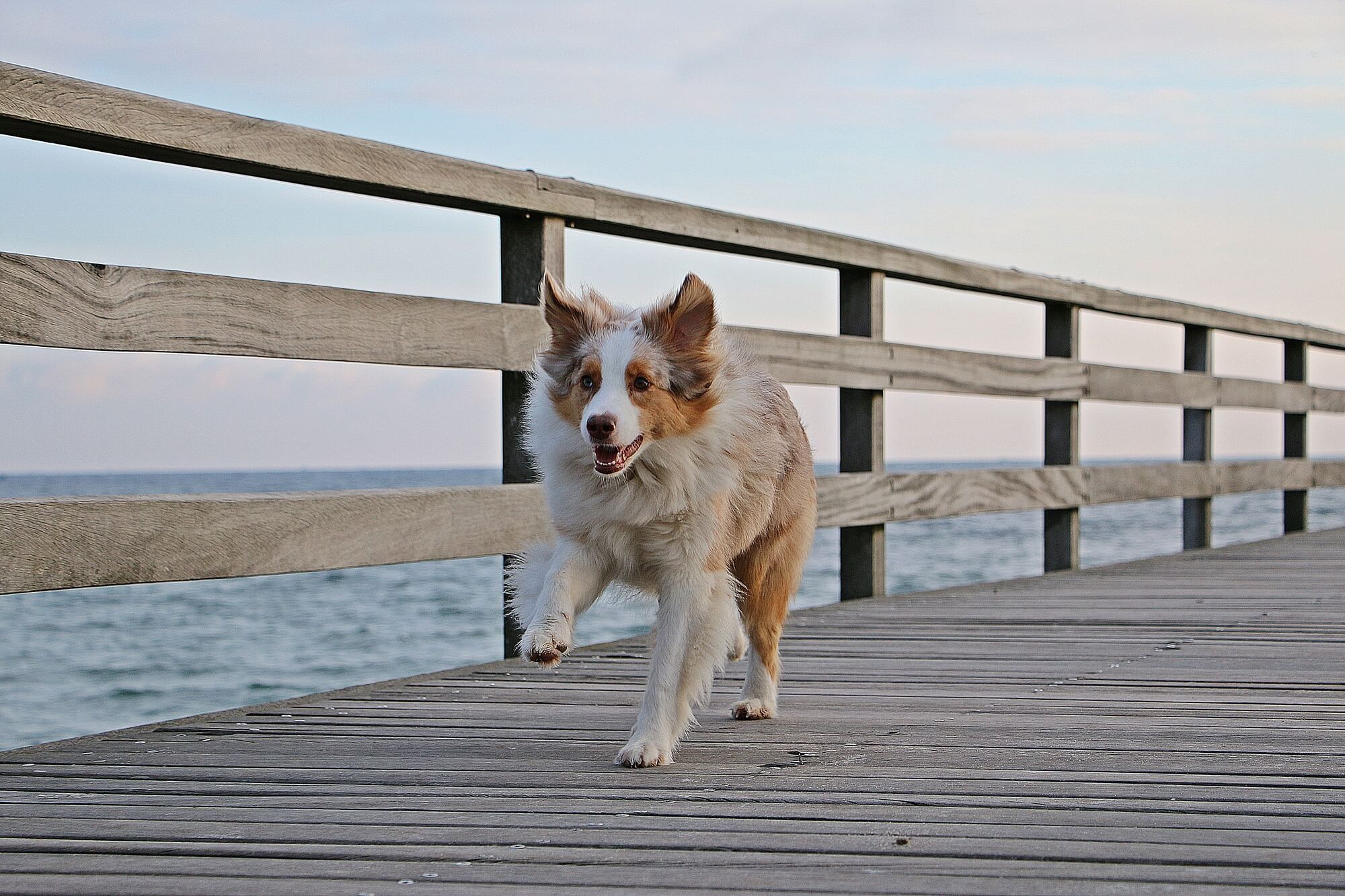 Australian Shepherd Red Merle