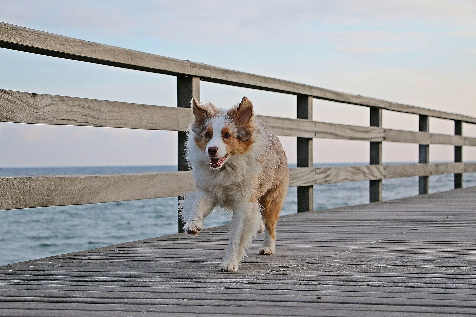 Australian Shepherd Red Merle