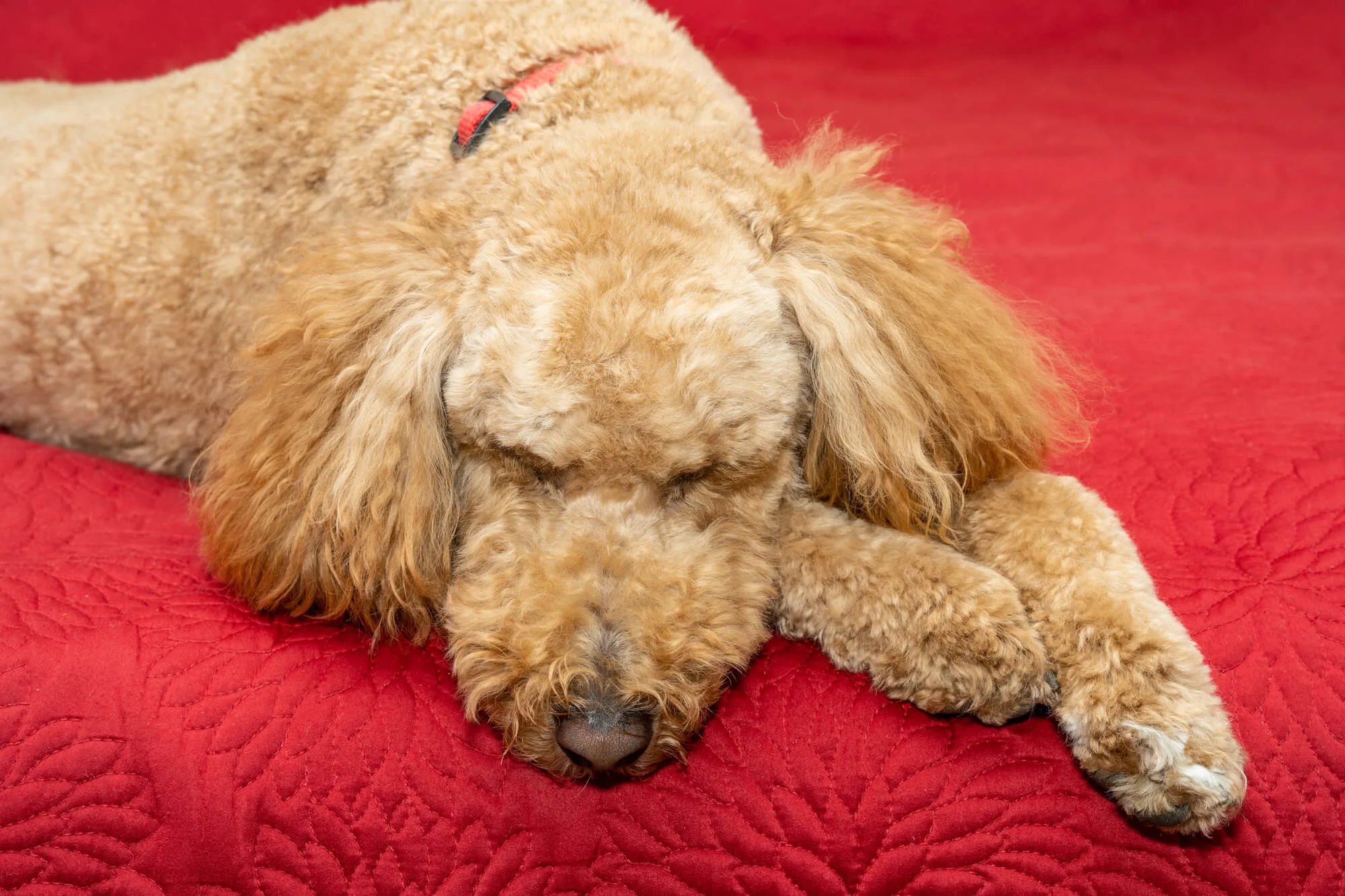 Australische Labradoodle