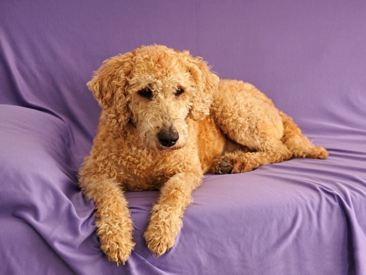 Australischer Labradoodle: Rasse-Infos & Doodle-Vergleich