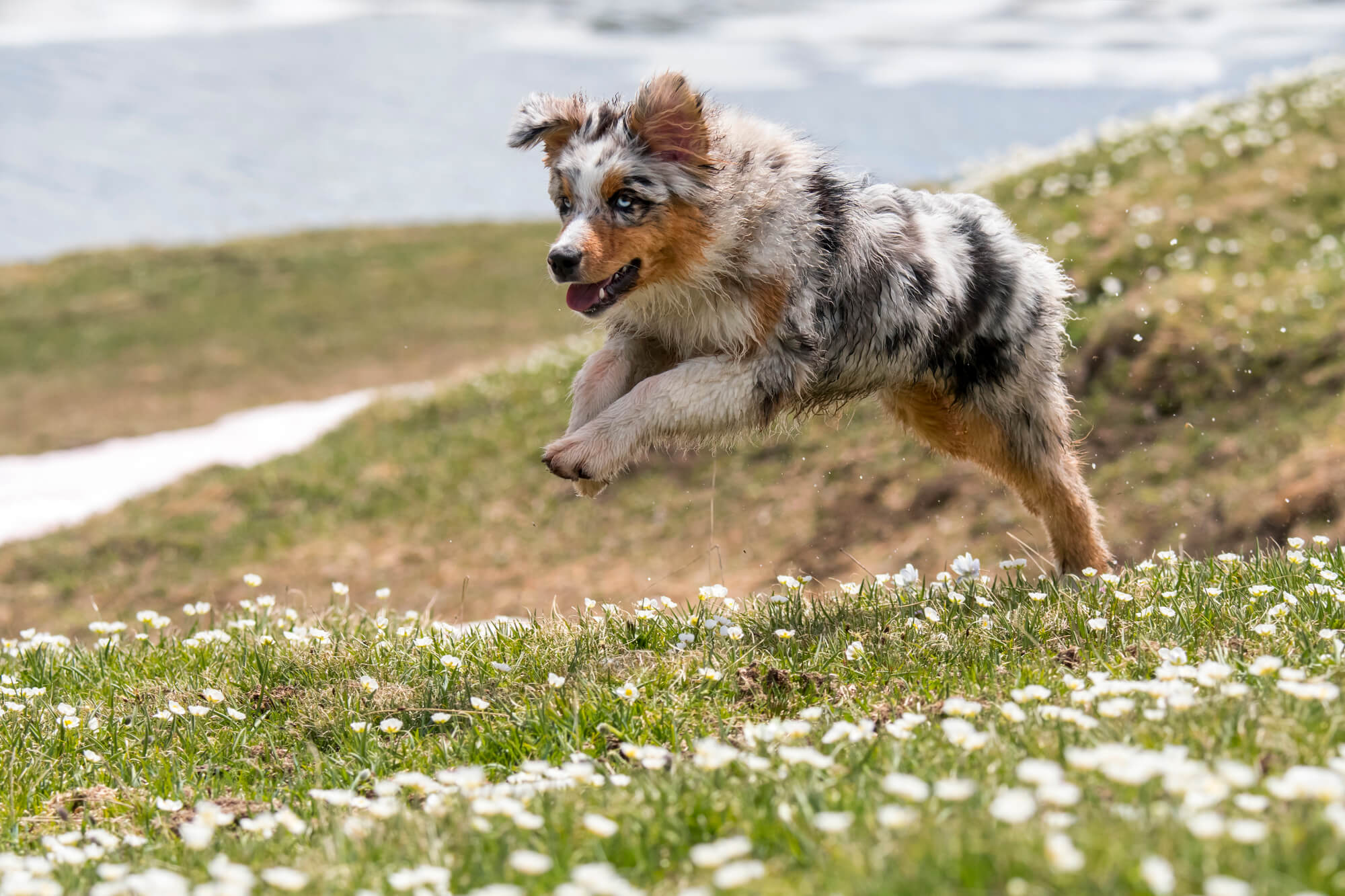 Blue Merle Australian Shepherd