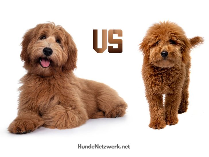 Labradoodle vs Goldendoodle: Welchen sollten Sie wählen?