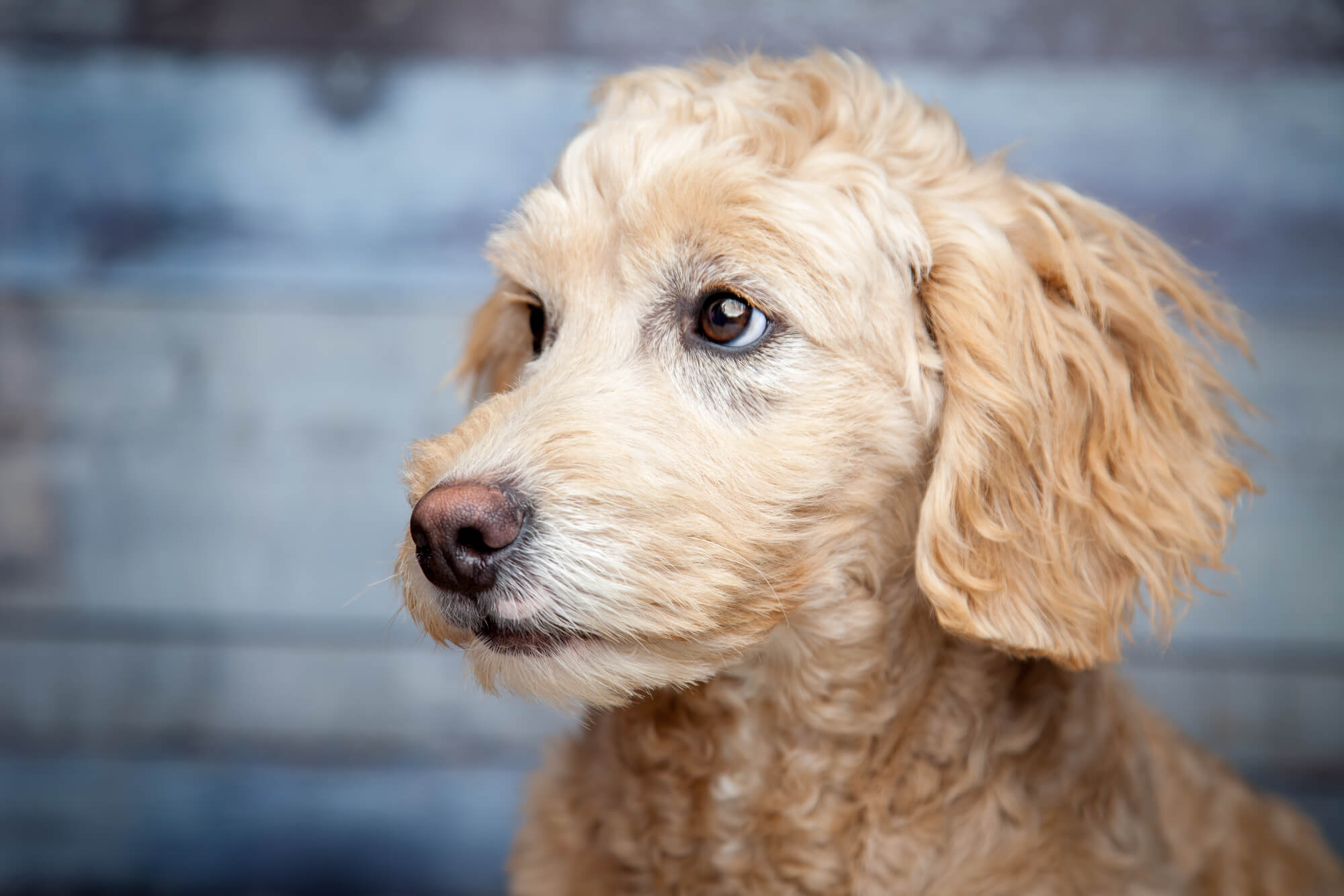 Goldendoodle Welpe