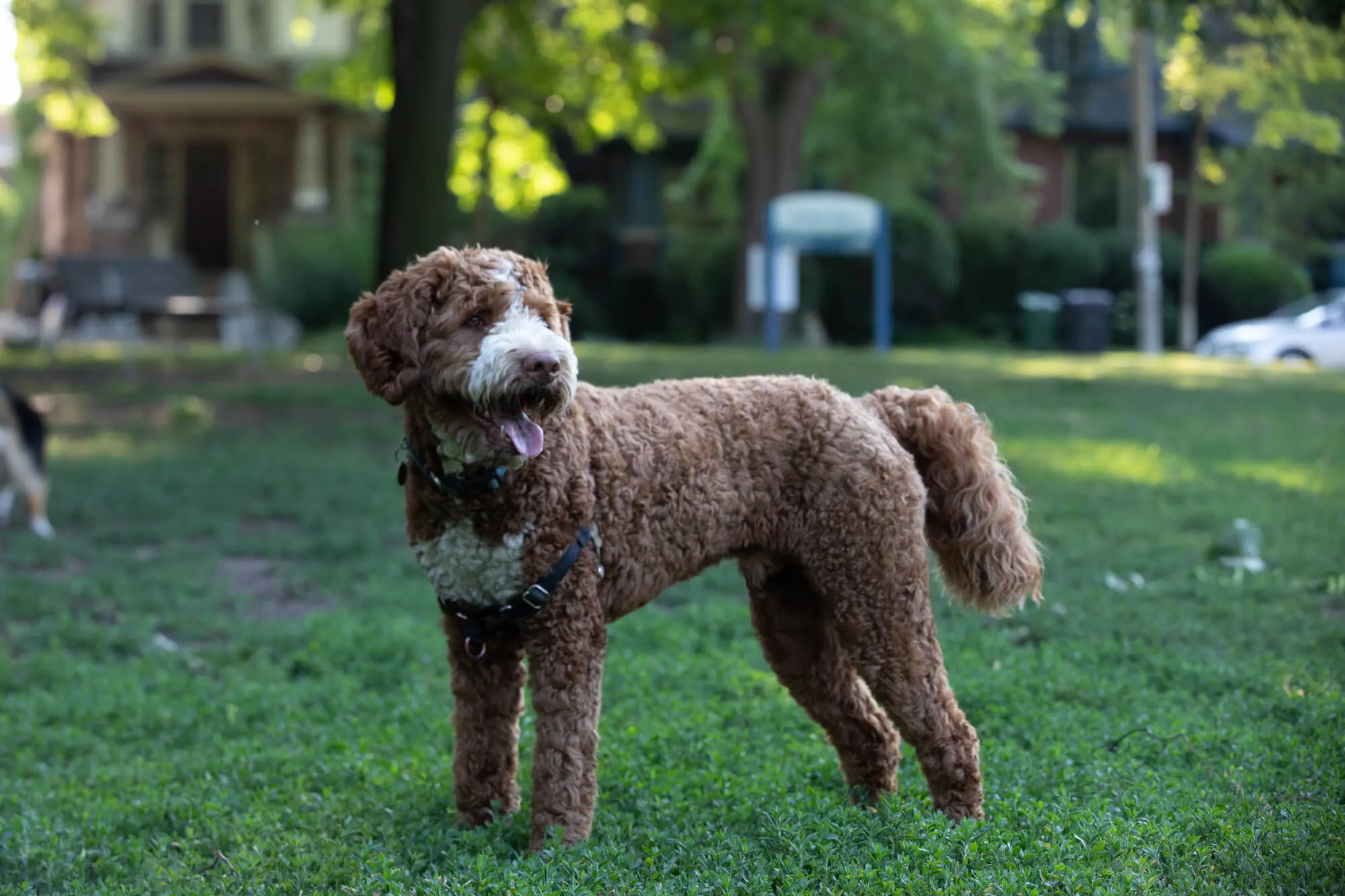 Goldendoodle Braun