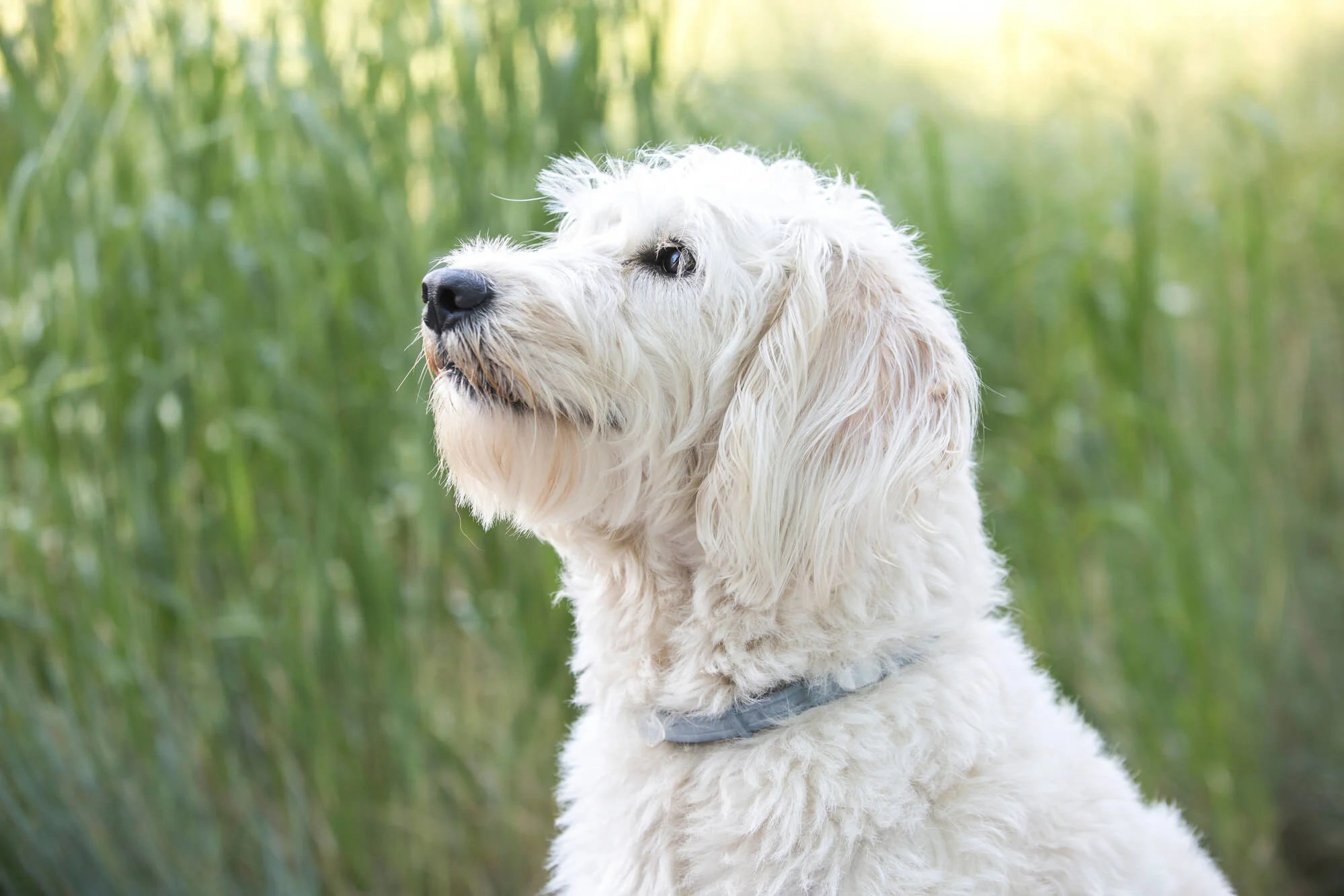 Labradoodle Weiß