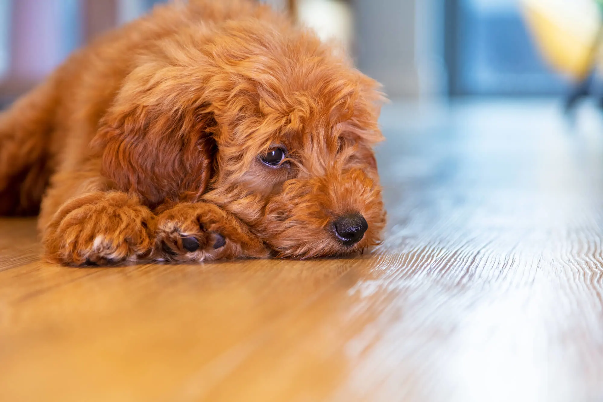 Labradoodle Welpe