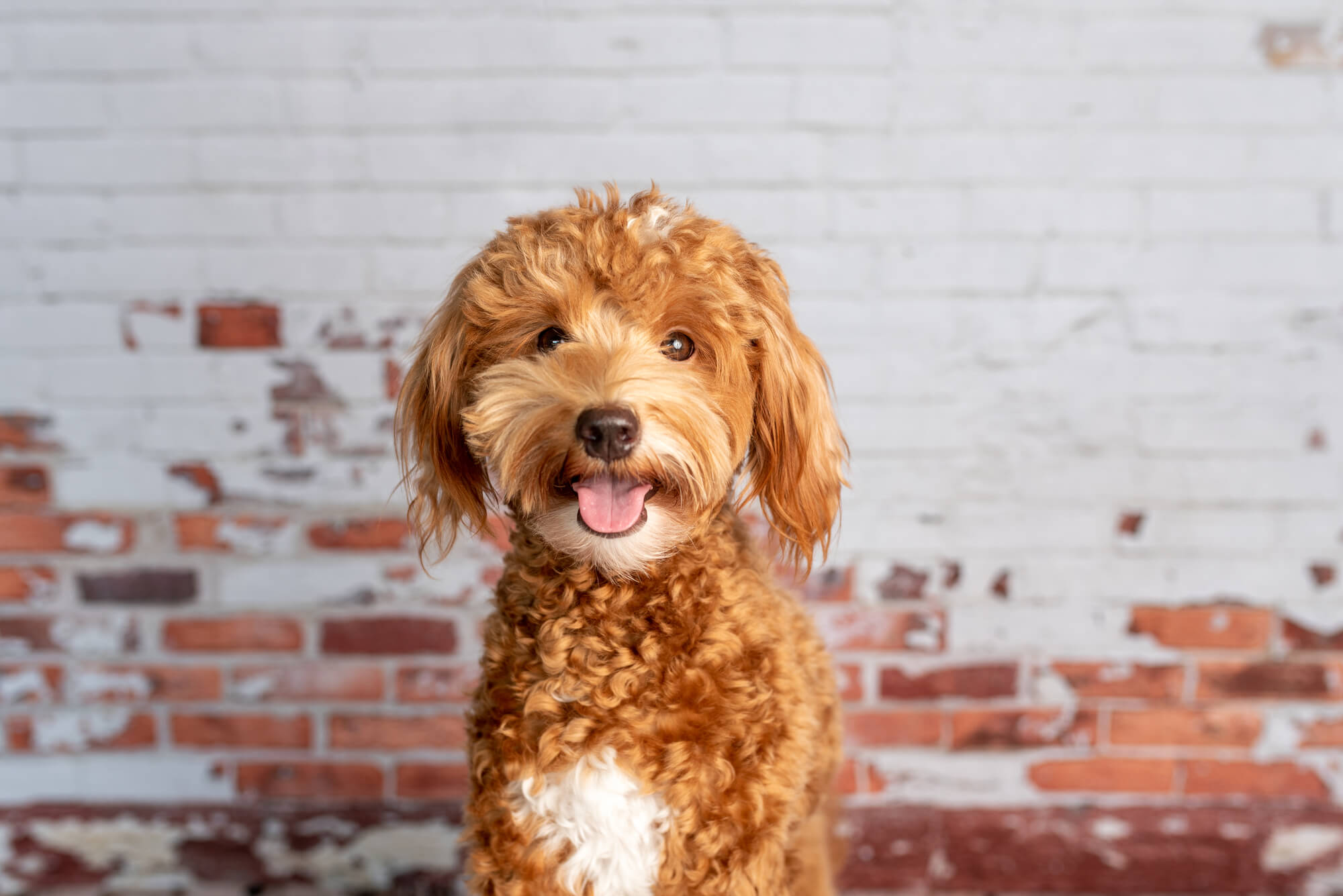 Mini Goldendoodle