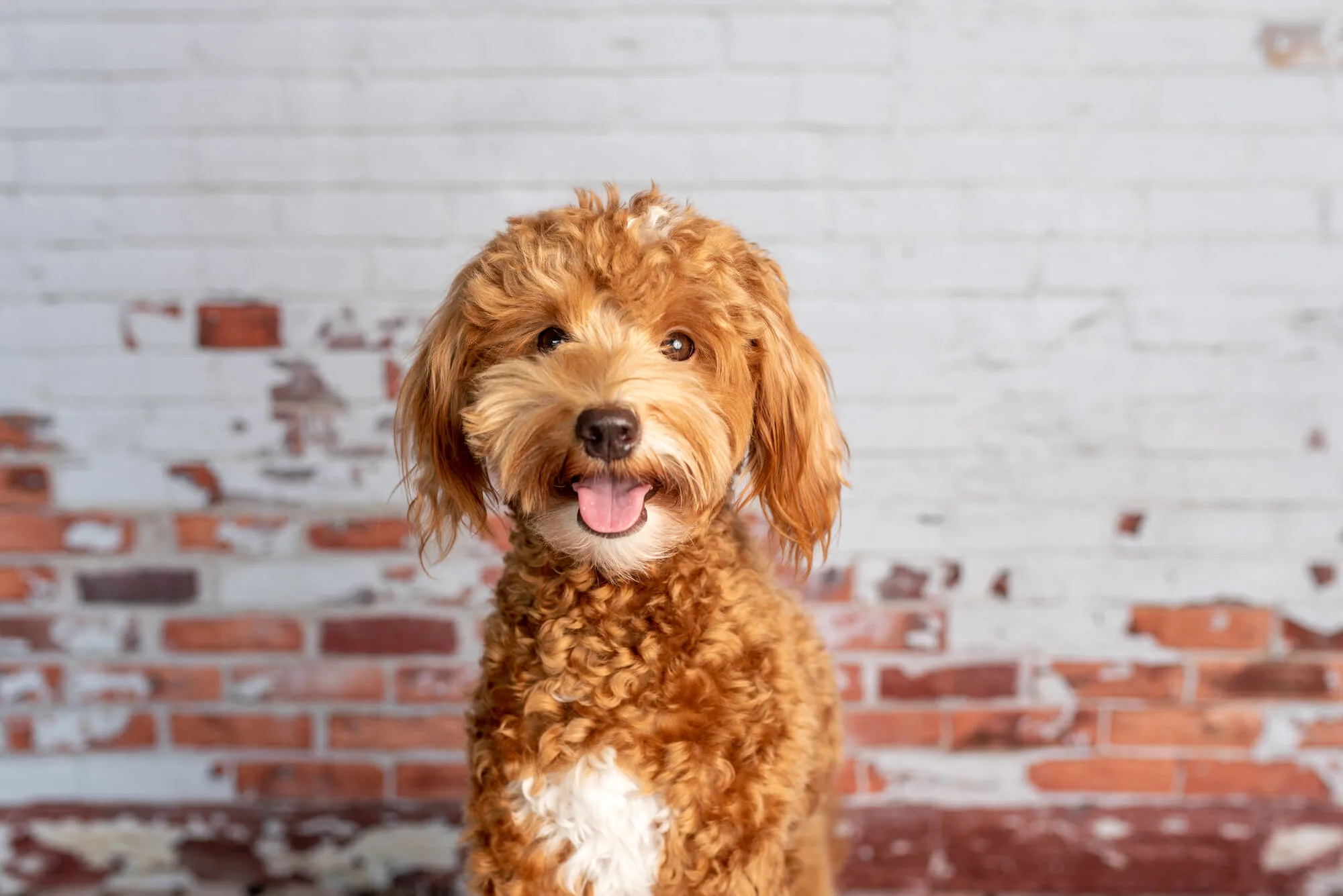 Mini Goldendoodle